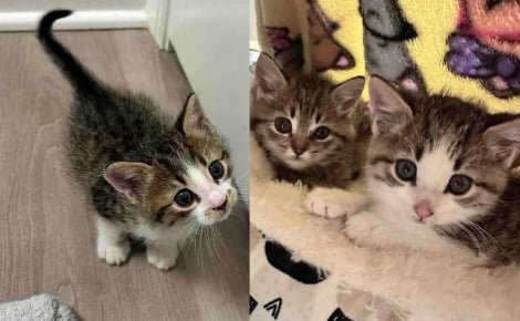 3 chatons livrés à eux-mêmes finissent par trouver amour et sécurité auprès d’un trio de bienfaiteurs