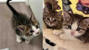 Illustration : 3 chatons livr&eacute;s &agrave; eux-m&ecirc;mes finissent par trouver amour et s&eacute;curit&eacute; aupr&egrave;s d&rsquo;un trio de bienfaiteurs