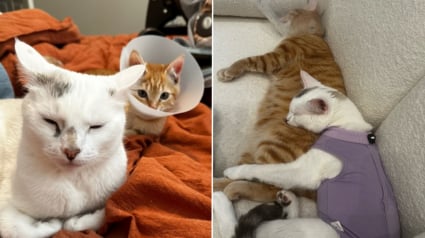 Illustration : Après la perte d’une de ses pattes, ce chaton trouve le réconfort auprès d’une maman d’adoption (vidéo)