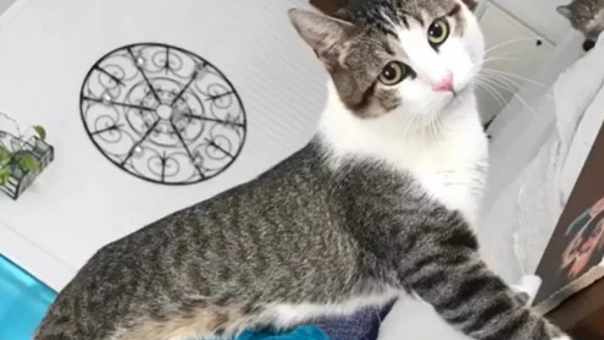 Illustration : "« Il sait tout faire », paralysé des pattes arrière, cet ex-chat errant transforme son handicap en force avec l'aide de sa sauveuse"