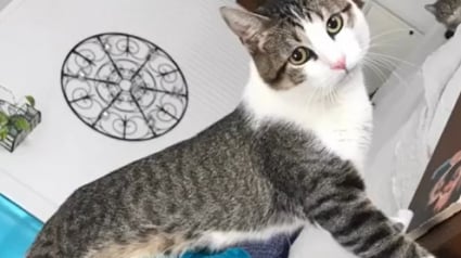 Illustration : « Il sait tout faire », paralysé des pattes arrière, cet ex-chat errant transforme son handicap en force avec l'aide de sa sauveuse