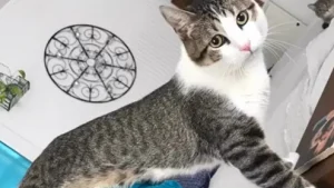 Illustration : « Il sait tout faire », paralysé des pattes arrière, cet ex-chat errant transforme son handicap en force avec l'aide de sa sauveuse