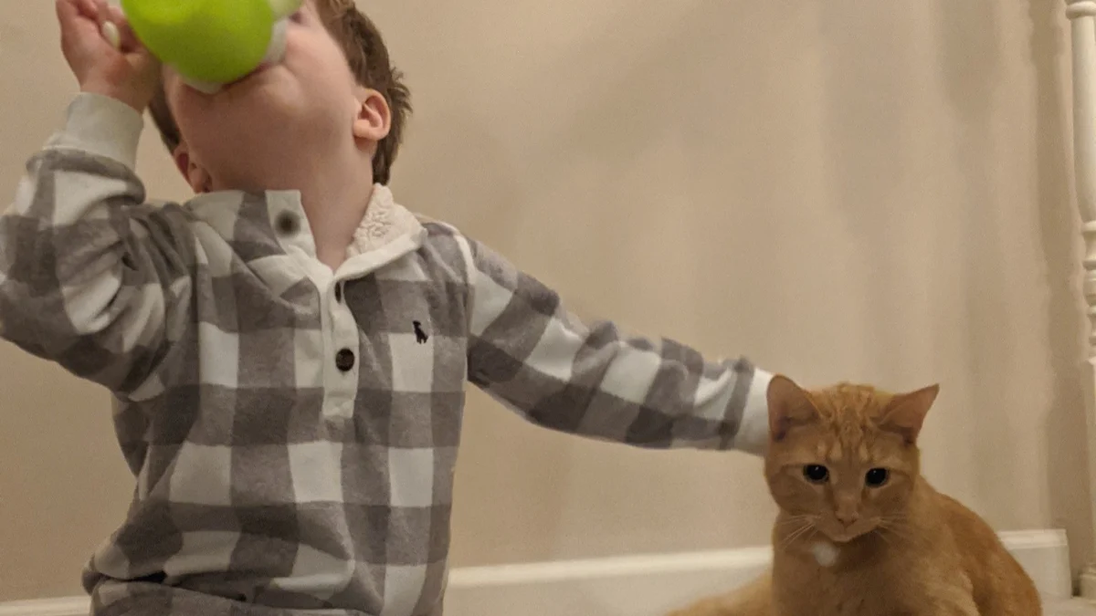 Illustration : "Un chat doit aider son petit frère humain à devenir propre, mais les choses ne se passent pas comme prévu "