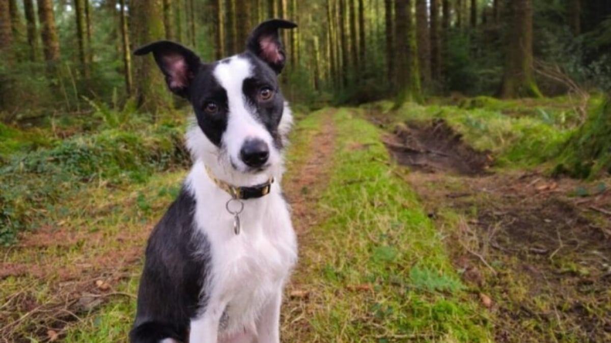 Illustration : "Négligée et maltraitée pendant plusieurs années, cette adorable chienne trouve enfin le bonheur auprès de sa famille d’accueil"