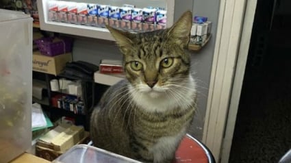 Illustration : 18 photos de chats qui se montrent tr&egrave;s investis au travail