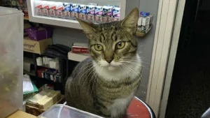 Illustration : "18 photos de chats qui se montrent très investis au travail"