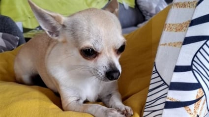 Illustration : Le 2e Chihuahua disparu lors d'un accident de voiture dans l'Indre a été retrouvé à son tour, la famille est soulagée et au complet