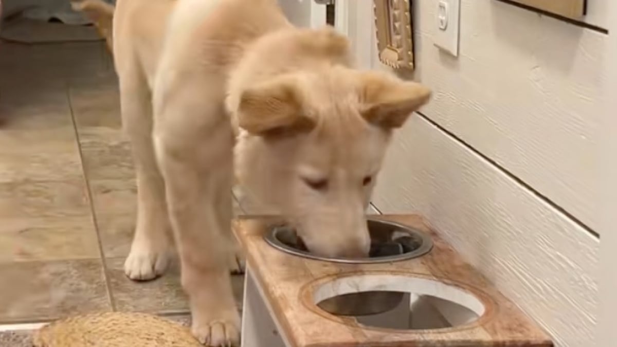 Illustration : "Cette chienne à 3 pattes accepte de manger seulement après avoir reçu un baiser de la part de sa nouvelle maman (vidéo)"