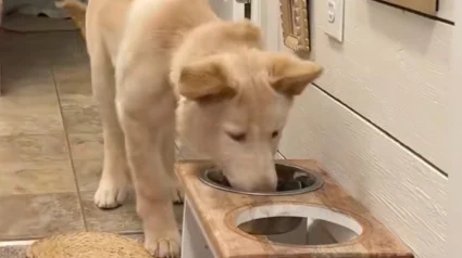 Illustration : Cette chienne à 3 pattes accepte de manger seulement après avoir reçu un baiser de la part de sa nouvelle maman (vidéo)