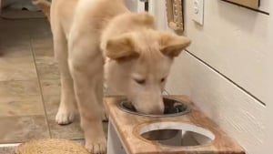 Illustration : Cette chienne à 3 pattes accepte de manger seulement après avoir reçu un baiser de la part de sa nouvelle maman (vidéo)