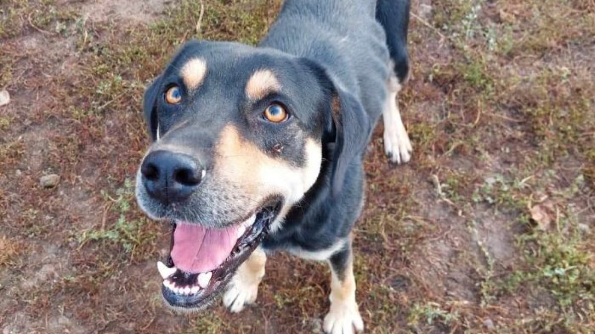 Illustration : "« Un chiot tout petit dans un corps de géant », ce gentil chien autrefois maltraité cherche aujourd’hui l’amour d’un foyer pour toujours (vidéo)"