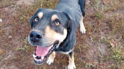 Illustration : « Un chiot tout petit dans un corps de géant », ce gentil chien autrefois maltraité cherche aujourd’hui l’amour d’un foyer pour toujours (vidéo)