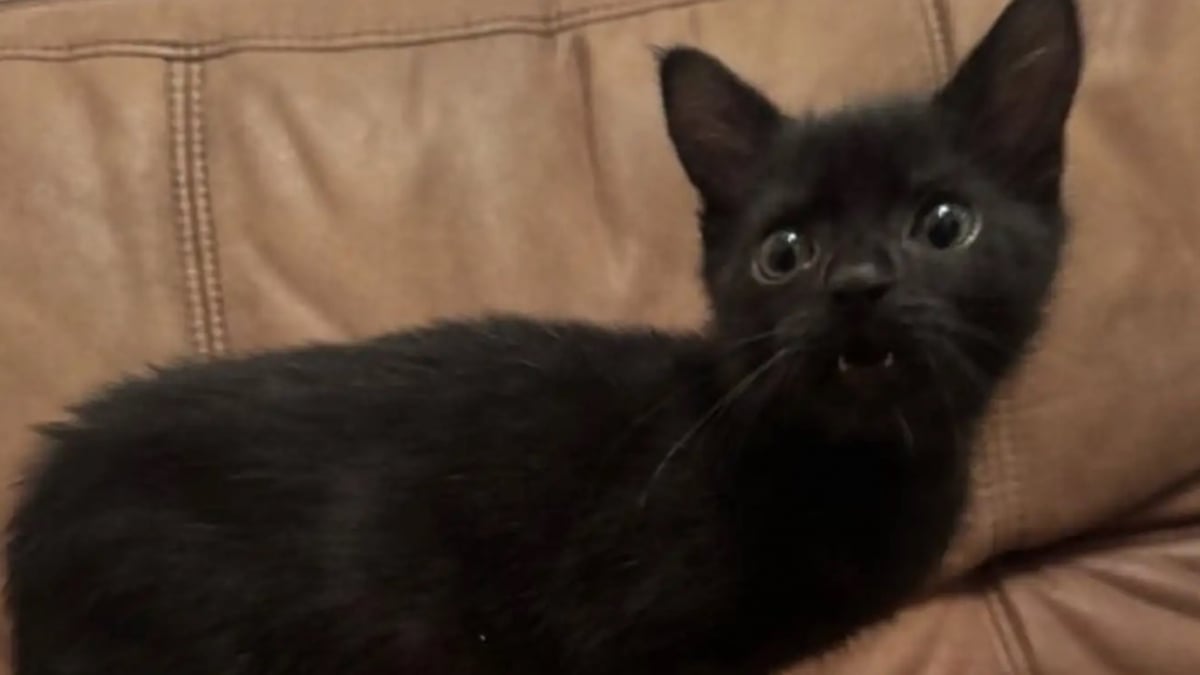 Illustration : "Rejeté à la naissance, ce chaton minuscule impressionne sa bienfaitrice par sa résilience et entame une transformation surprenante"