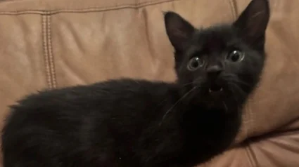 Illustration : Rejeté à la naissance, ce chaton minuscule impressionne sa bienfaitrice par sa résilience et entame une transformation surprenante