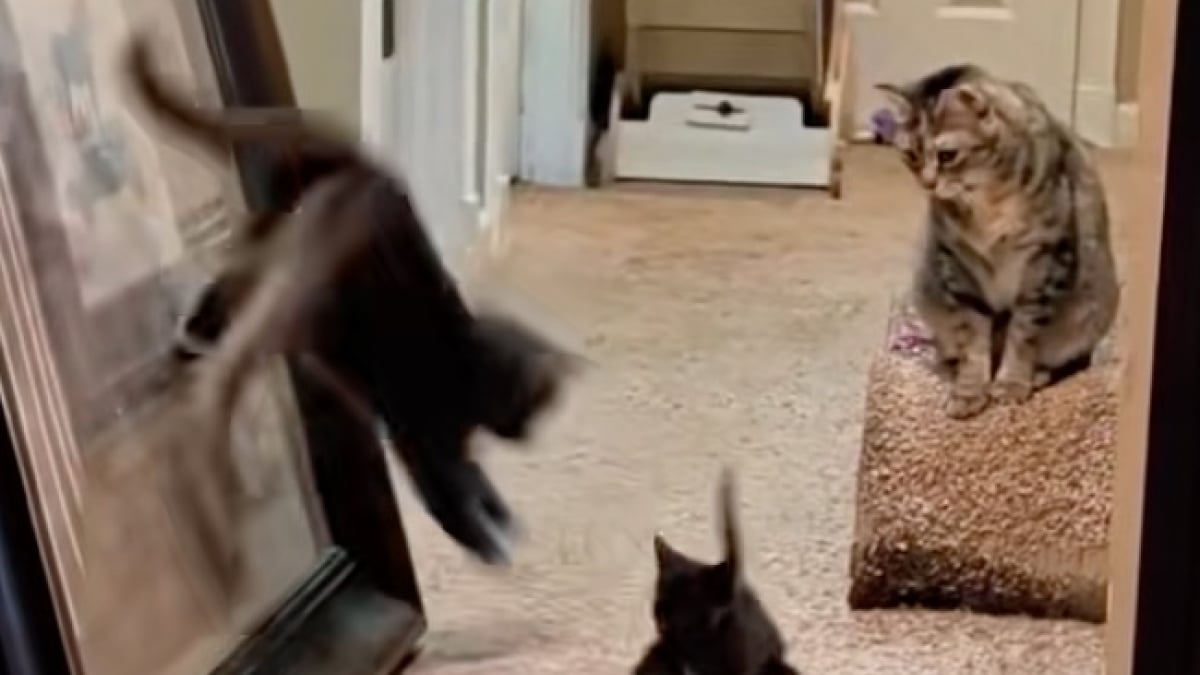 Illustration : "Ce chat a décidé que le moment était venu d’initier son nouveau petit frère à l’escalade (vidéo)"