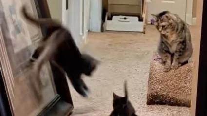 Illustration : Ce chat a décidé que le moment était venu d’initier son nouveau petit frère à l’escalade (vidéo)