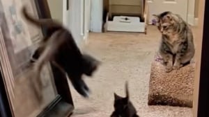 Illustration : Ce chat a décidé que le moment était venu d’initier son nouveau petit frère à l’escalade (vidéo)