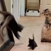 Illustration : Ce chat a décidé que le moment était venu d’initier son nouveau petit frère à l’escalade (vidéo)
