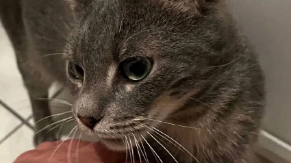 Illustration : "J’ai ressenti une immense joie", un chat perdu lors d'un voyage en train est retrouvé 10 mois plus tard et 40 km plus loin