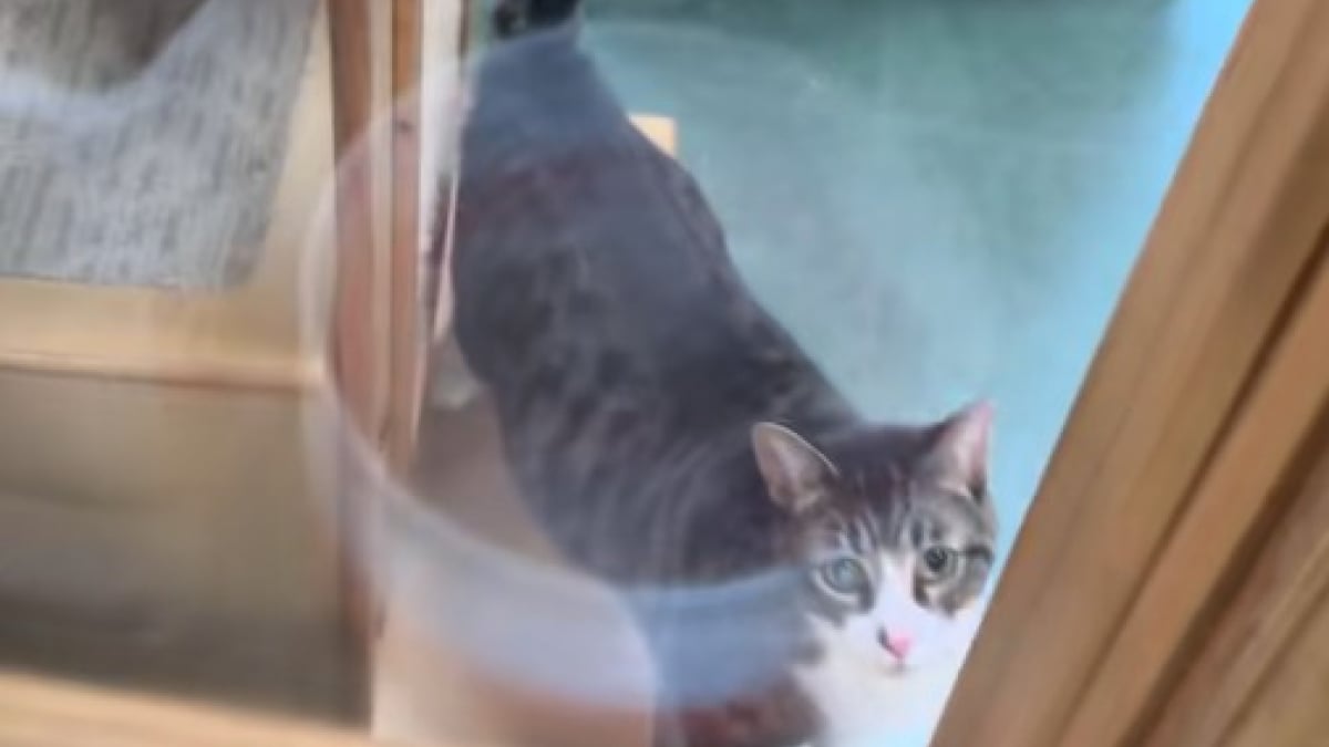 Illustration : "L’œil d’une féline la rend unique, mais fait peur aux adoptants (vidéo)"