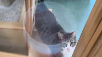 Illustration : L’œil d’une féline la rend unique, mais fait peur aux adoptants (vidéo)