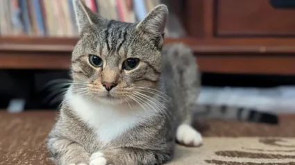 Illustration : En deuil et refusant d'adopter à nouveau, ce couple voit ses certitudes voler en éclats face à l'audace d'un chat qui a vu leur porte ouverte 