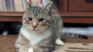 Illustration : En deuil et refusant d'adopter à nouveau, ce couple voit ses certitudes voler en éclats face à l'audace d'un chat qui a vu leur porte ouverte 