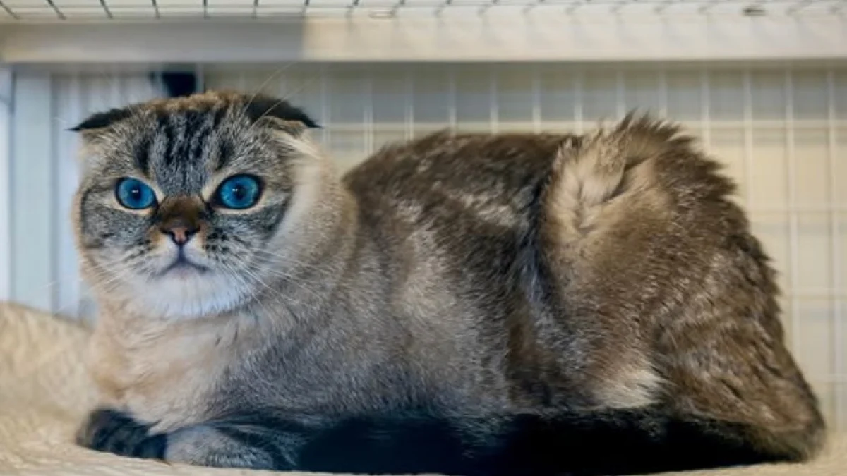 Illustration : "Découvert abandonné au petit matin avec de l'argent et un mot, ce chat Scottish Fold bouleverse le personnel du refuge"