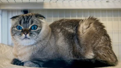 Illustration : Découvert abandonné au petit matin avec de l'argent et un mot, ce chat Scottish Fold bouleverse le personnel du refuge