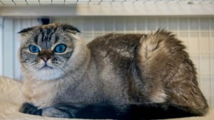 Illustration : Découvert abandonné au petit matin avec de l'argent et un mot, ce chat Scottish Fold bouleverse le personnel du refuge
