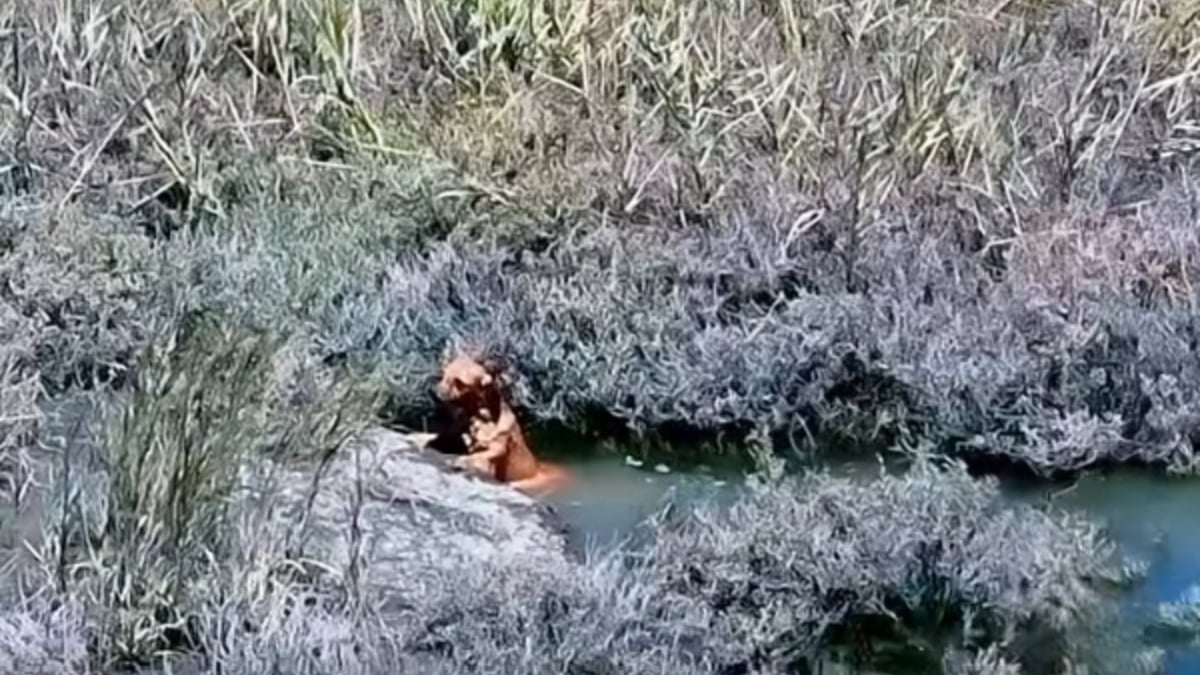 Illustration : "« Il était à bout de forces », un drone et un bateau s'unissent pour sortir un chien du canal et le sauver de la noyade "