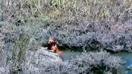 Illustration : « Il était à bout de forces », un drone et un bateau s'unissent pour sortir un chien du canal et le sauver de la noyade 