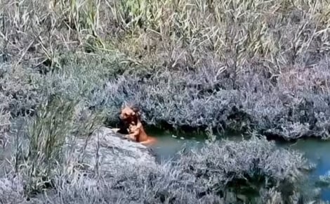 « Il était à bout de forces », un drone et un bateau s'unissent pour sortir un chien du canal et le sauver de la noyade 