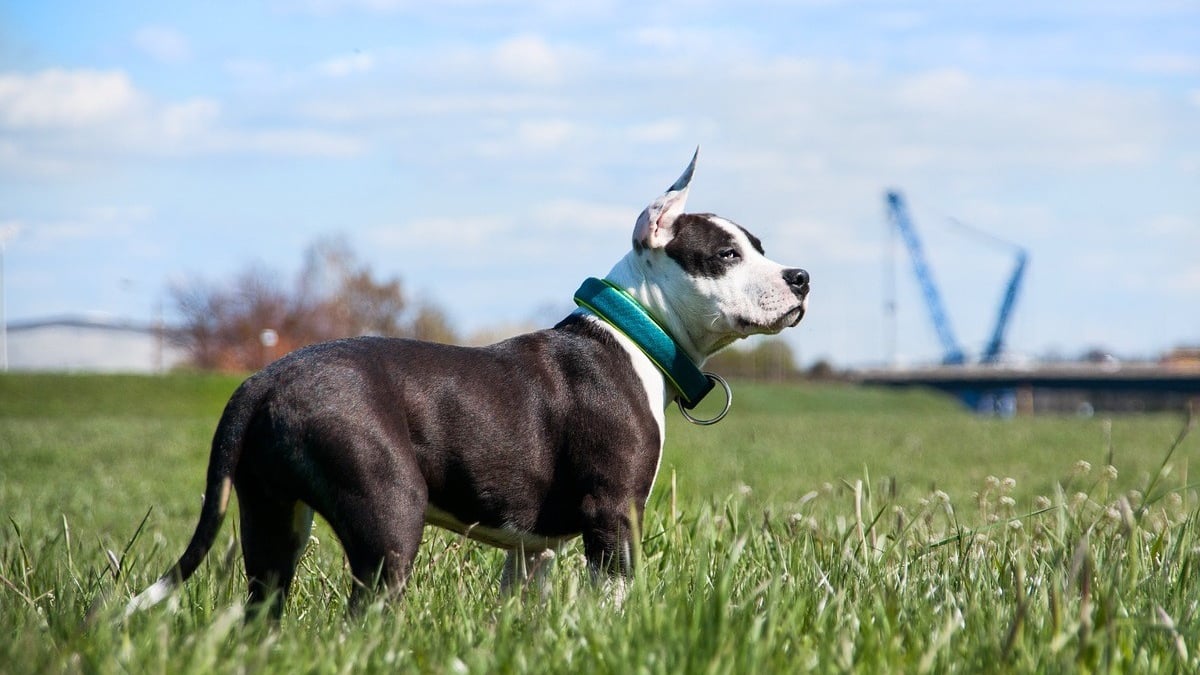Illustration : "Un individu interpellé après avoir fait courir son chien en voiture malgré la suspension de son permis"