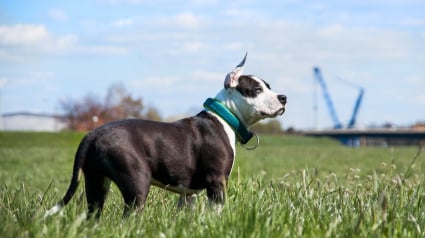 Illustration : Un individu interpell&eacute; apr&egrave;s avoir fait courir son chien en voiture malgr&eacute; la suspension de son permis