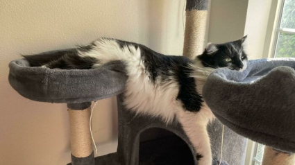 Illustration : 13 photos dr&ocirc;les qui prouvent que les chats sont les experts de la d&eacute;tente en toutes circonstances