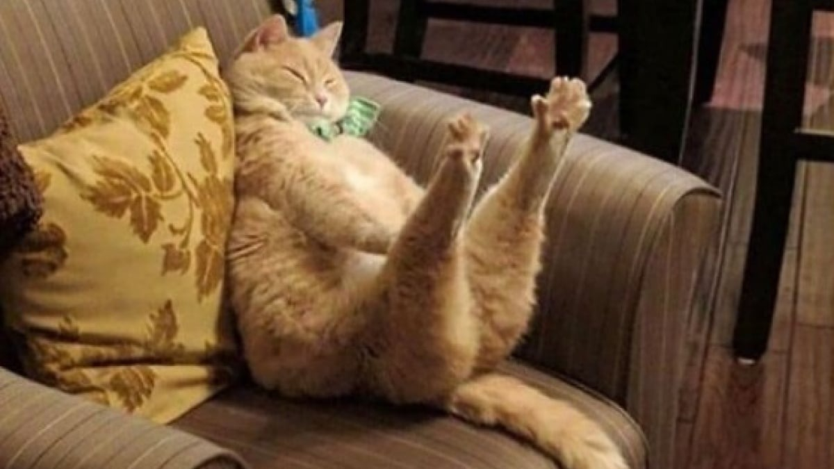 Illustration : "18 photos hilarantes qui résument bien à quoi ressemble le quotidien avec un chat"