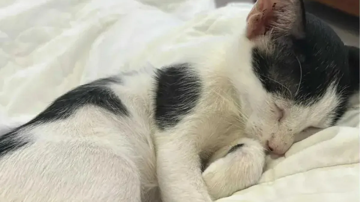 Illustration : "Elle découvre un chat caché dans une décharge sous de la ferraille et annule la suite de son voyage pour tenter de le sauver"