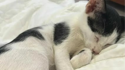 Illustration : Elle d&eacute;couvre un chat cach&eacute; dans une d&eacute;charge sous de la ferraille et annule la suite de son voyage pour tenter de le sauver