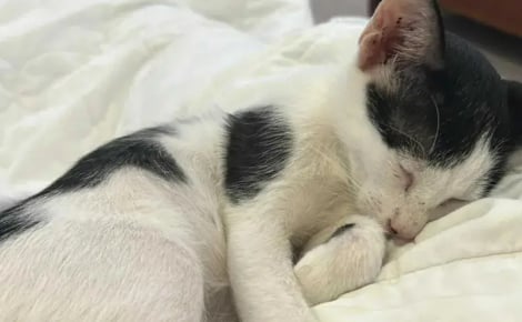 Elle découvre un chat caché dans une décharge sous de la ferraille et annule la suite de son voyage pour tenter de le sauver