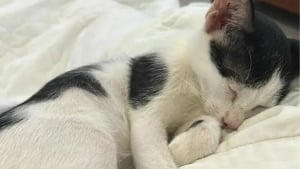 Illustration : Elle découvre un chat caché dans une décharge sous de la ferraille et annule la suite de son voyage pour tenter de le sauver