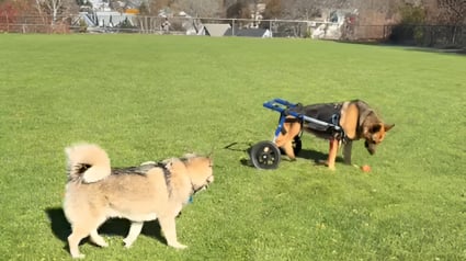 Illustration : En emmenant sa chienne atteinte de paralysie au parc, elle avait peur de la voir esseul&eacute;e mais un Husky l'a surprise et &eacute;mue par son attitude (vid&eacute;o)