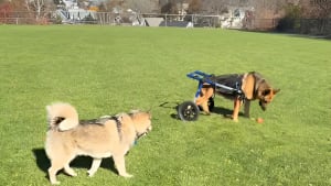 Illustration : En emmenant sa chienne atteinte de paralysie au parc, elle avait peur de la voir esseulée mais un Husky l'a surprise et émue par son attitude (vidéo)