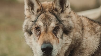 Illustration : Au refuge depuis plus d&rsquo;un an, un chien-loup tr&egrave;s sensible rencontre une femme au grand c&oelig;ur et la magie op&egrave;re 