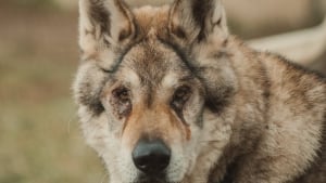 Illustration : Au refuge depuis plus d’un an, un chien-loup très sensible rencontre une femme au grand cœur et la magie opère 