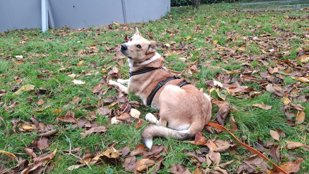 Illustration : "Traquée par des tireurs alors qu'elle était en gestation, cette chienne échappe au pire pour donner la vie en sécurité"