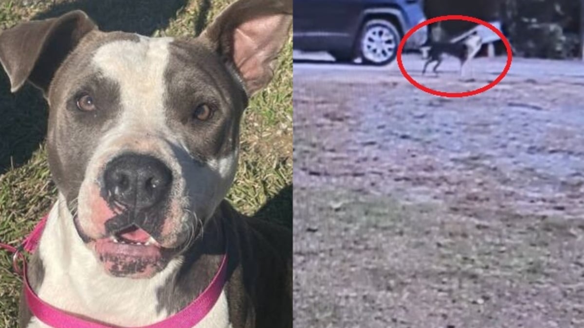 Illustration : "Jeté d’un véhicule par une inconnue affirmant qu'il est errant, un chien retrouve sa famille 3 jours plus tard"