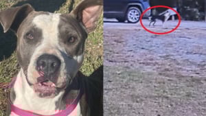 Illustration : "Jeté d’un véhicule par une inconnue affirmant qu'il est errant, un chien retrouve sa famille 3 jours plus tard"