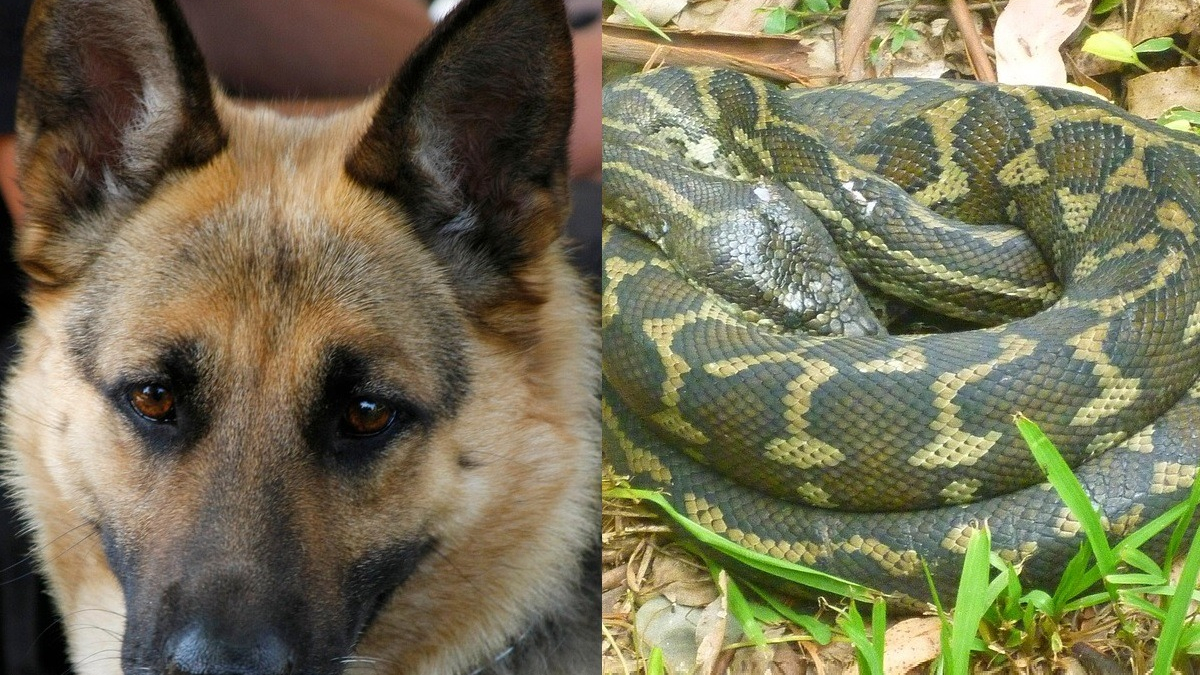 Illustration : "En promenant ses chiens, l'un d'eux tire sur sa laisse et la guide vers un cobra caché dans un parterre de plantes"
