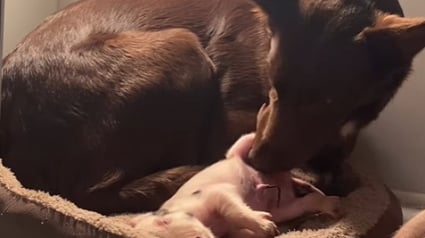 Illustration : Une chienne devient la m&egrave;re de substitution d&rsquo;un porcelet malade (vid&eacute;o)